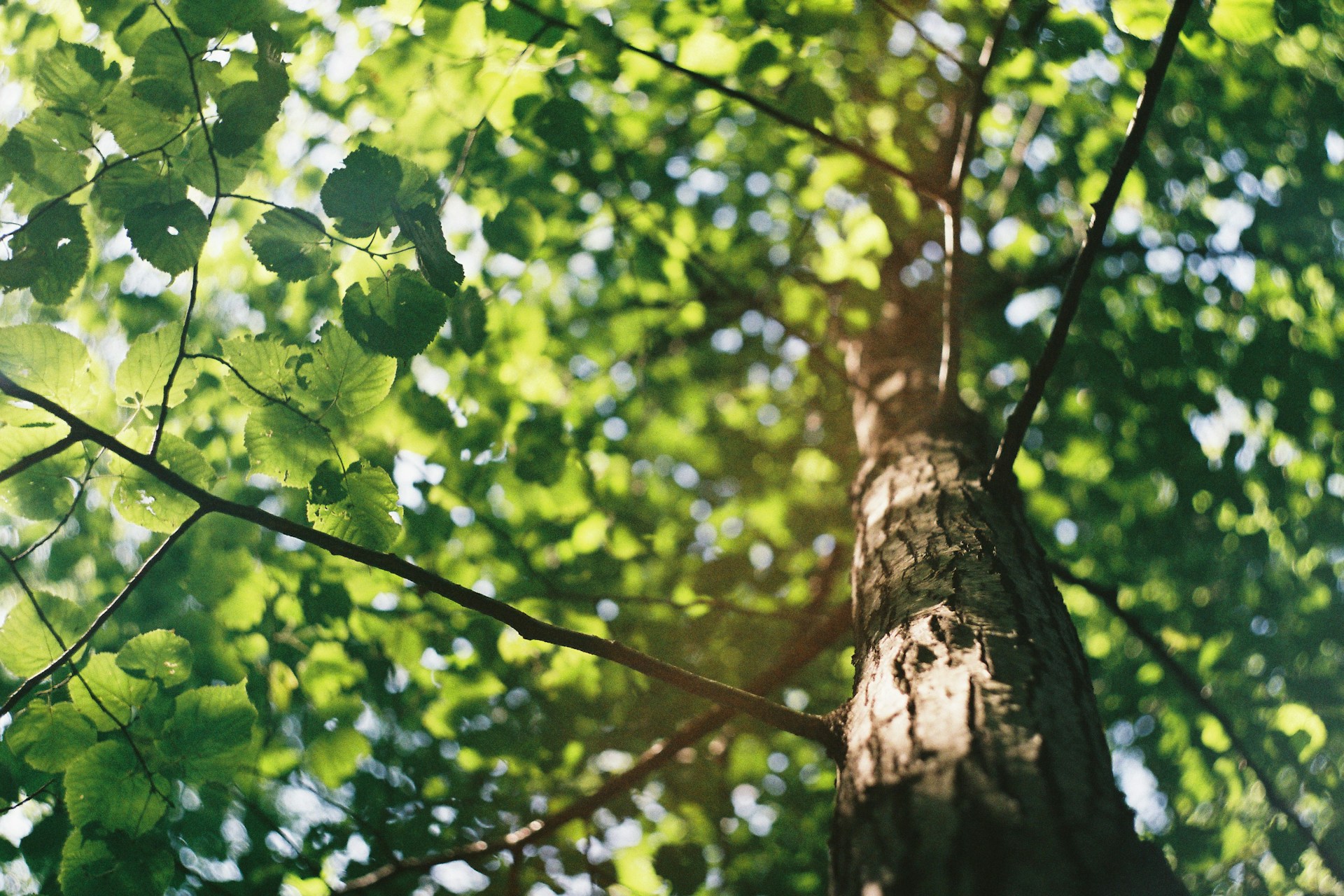 Tree Service Columbus Ohio: Comprehensive Tree Care for the Local Community