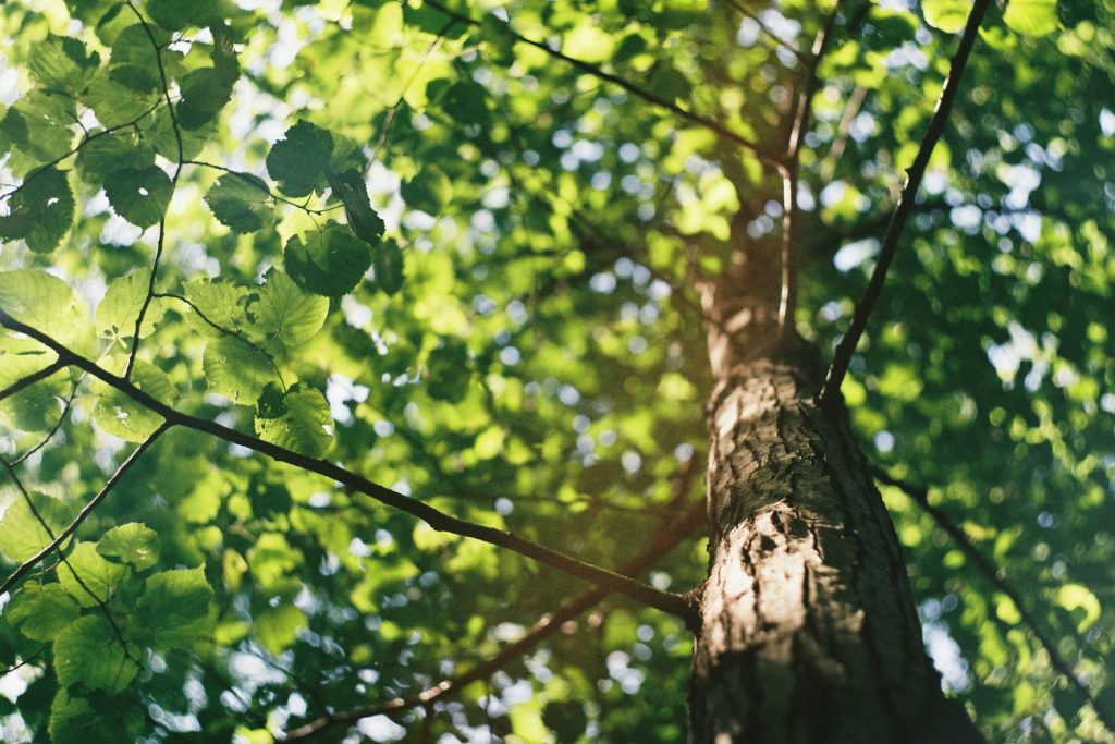 Tree care