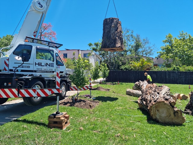 Tree Roots Removal