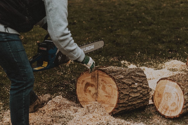 Stump Wars: Grinding vs Removal — What Works Best in Columbus Soil?