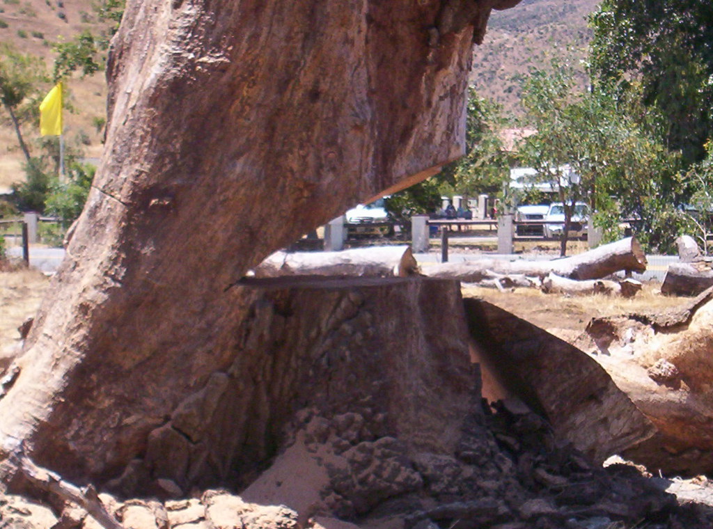 Tree Services in Columbus, Ohio: Comprehensive Guide to All Valley Landscaping