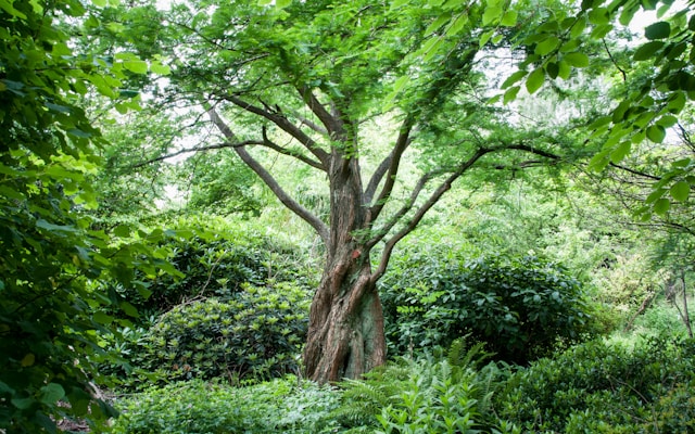 The Hidden Dangers of Overgrown Trees: How Tree Service Columbus Pro Helps Prevent Tree-Related Damage