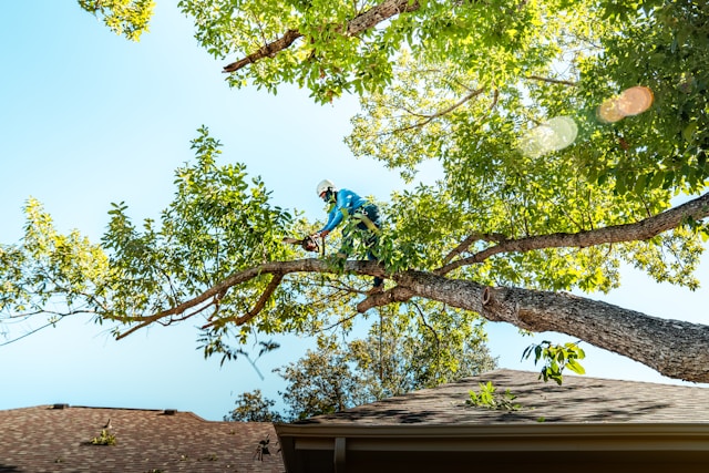 How Tree Trimming Can Prevent Property Damage During Windstorms