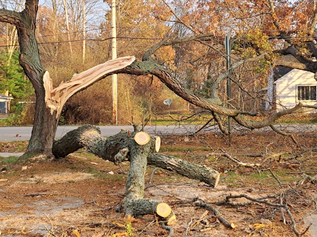Emergency Tree Removal in Columbus After Storm Damage: What Homeowners Should Do