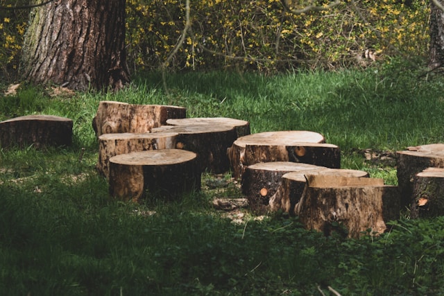 How Stump Removal Improves Safety, Curb Appeal, and Property Value