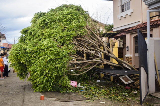 Tree Removal in Columbus, Ohio: When It’s Time to Remove a Dangerous Tree