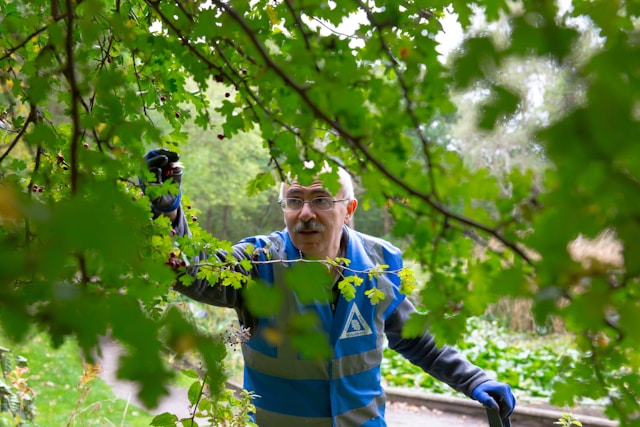 Tree Maintenance Tips for Columbus Properties Throughout the Seasons