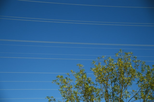Emergency Tree Service in Columbus: Safe Removal Near Power Lines Explained