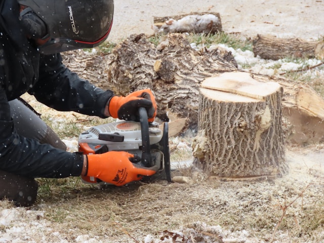 How Stump Grinding Works: A Safe and Efficient Solution for Columbus Properties