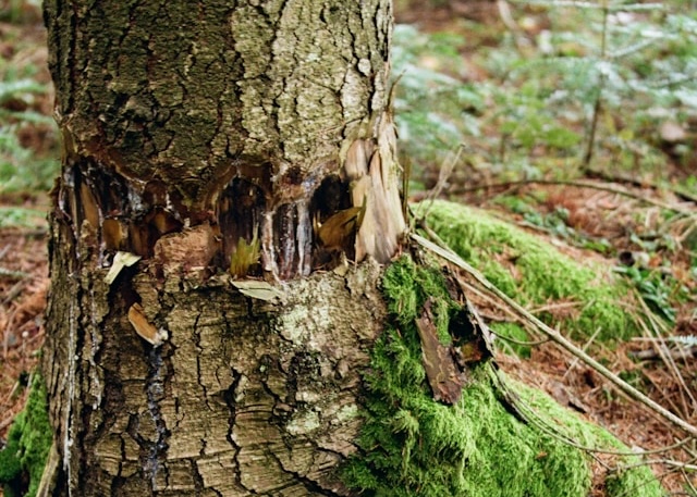 Tree Health Care in Columbus: Expert Diagnosis, Treatment, and Prevention Services