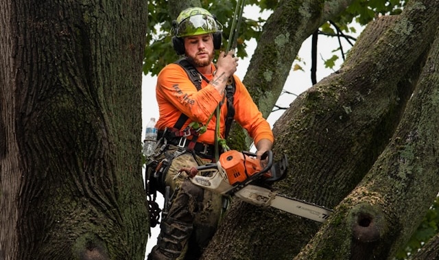 Professional Tree Pruning Services in Columbus: Seasonal Care by Expert Arborists